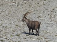 Il Re del vallone.