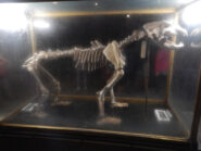 Ursus Speleo