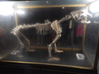 Ursus Speleo