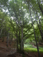 Bosco di faggi