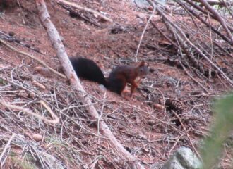 un simpatico scoiattolo