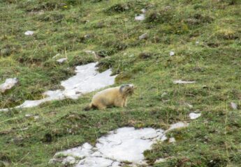 Marmotta che fa provviste