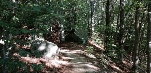 Bel sentiero nel bosco