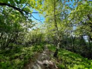 Fantastico avvicinamento immerso nel verde