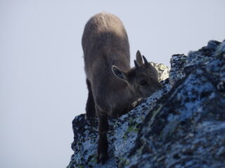 fidati, siamo amici