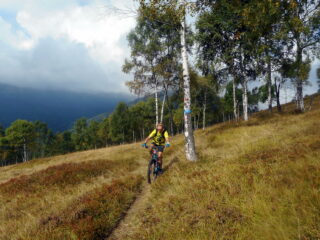 splendido traverso tra le betulle