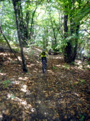 splendido percorso nel bosco!