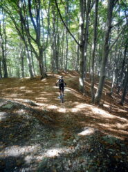 magico bosco nella parte alta dell'olocco freeride