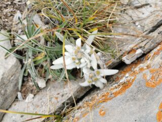 stelle alpine fuori sentiero