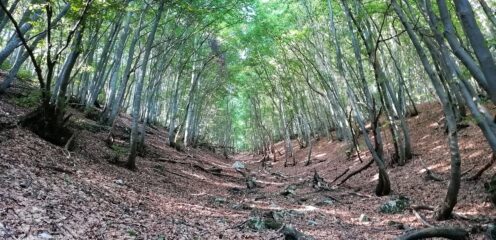 Nel bosco di faggi