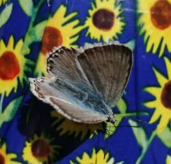 Farfallina