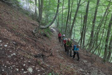 Nella faggeta prima del rifugio