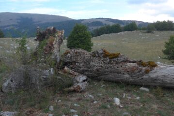 Tronco abbandonato