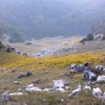 Campo Moricento