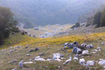 Campo Moricento