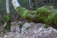 Antichi alberi
