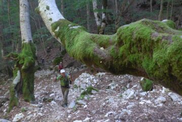 Antichi alberi