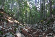 Il bosco