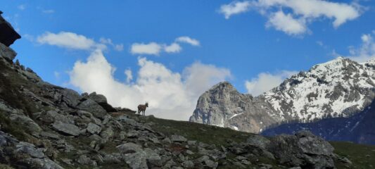 Stambecco e cime 