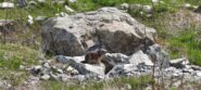 Marmotta vicino al rifugio Città di Ciriè 