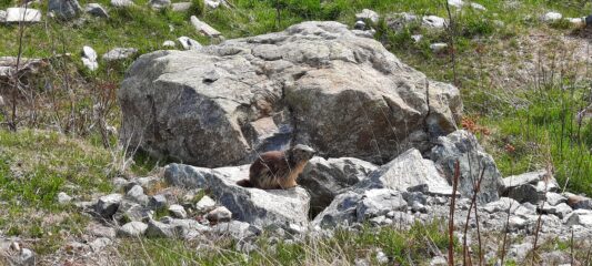 Marmotta vicino al rifugio Città di Ciriè 