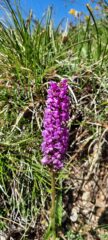 Orchidea selvatica 