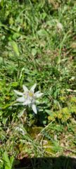 Stella alpina al rifugio Jimmy