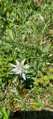 Stella alpina al rifugio Jimmy