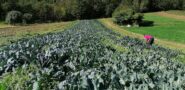Raccolta del cavolo nero