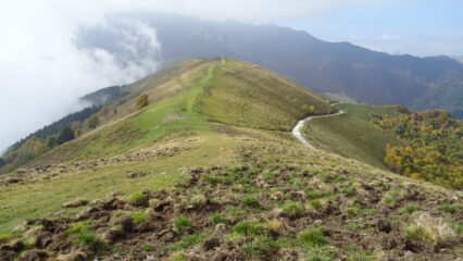 Terreno della costa del Palio deturpato dal ravanamento dei cinghiali.