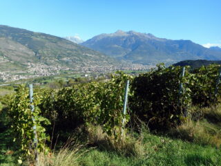 partenza tra i vigneti
