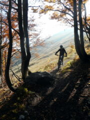 si entra nel bosco