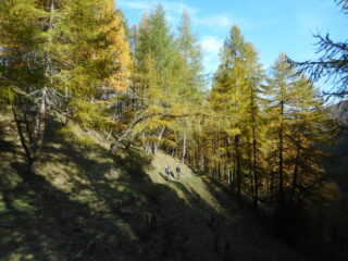 parte bassa in uno splendido lariceto infuocato