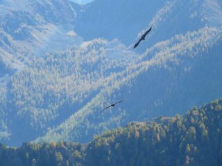 Grifoni in volo