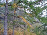 larici incominciano a ingiallire