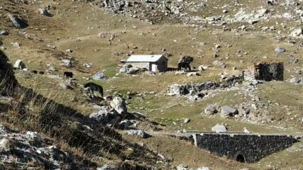 alcuni cavalli al pascolo