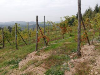 Vigneti