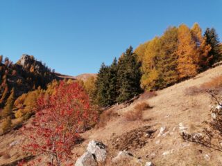 Punta Colour e colletto Serasin