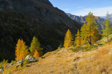 è arrivato l'autunno, i larici si tingono di arancione e giallo