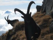 incontri ravvicinati