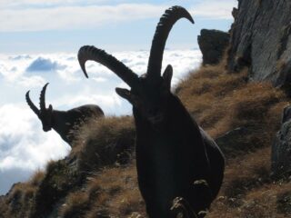 incontri ravvicinati