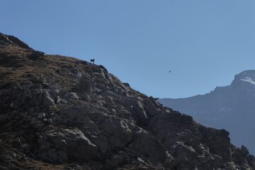 La sentinella sulla Rocca Ciarva