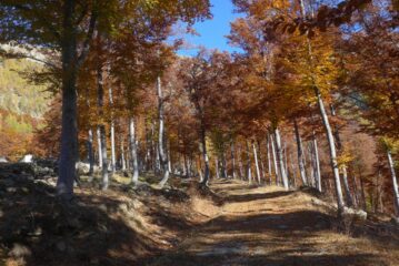 Il viale dei faggi