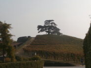 il Cedro