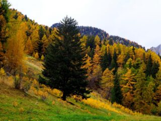 Colori d'autunno.