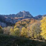 Colori autunnali nei boschi