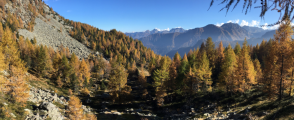 Colori autunnali del bosco