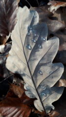 goccie di rugiada sulle foglie caduche..