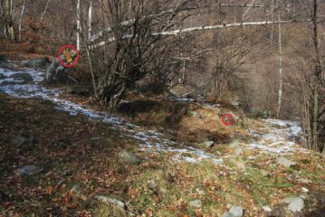 Il bivio C3-C4 all’Alpe Le Piane. L’indicazione per il Coda distoglie l’attenzione dal segnavia C4, in basso sul sasso e un po’ sbiadito