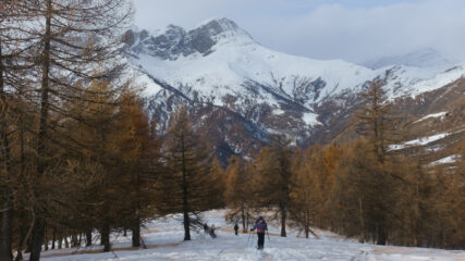 Nel lariceto